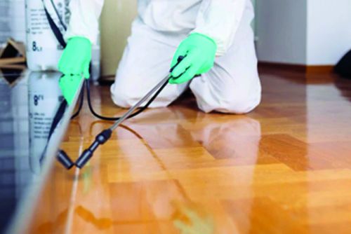 Effective Cockroach Pest Control Services in Dubai | Exterminator & Treatment